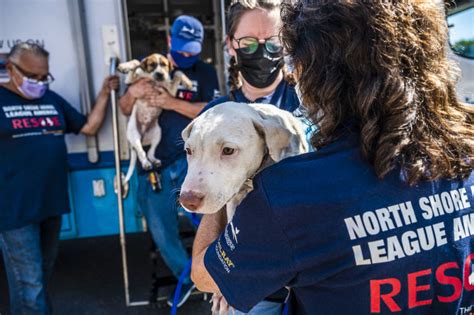 North shore animal shelter - C.A.R.E. volunteers teach our dogs gracious, polite behavior so when they go out in the real world they will impress everyone they meet. Our volunteers use positive reinforcement …